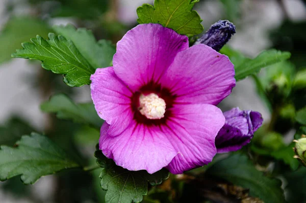 Bellissimo Ibisco Lilla Giardino Una Giornata Autunnale — Foto Stock