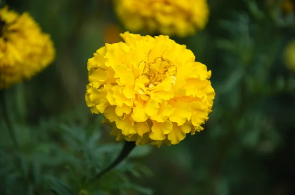 Cornobrivetes Amarelos Calêndula Jardim Dia Outono — Fotografia de Stock