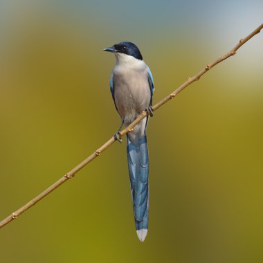 Azure kanatlı Saksağan kuşu