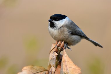 Marsh baştankara kuş