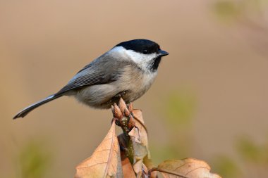 Marsh baştankara kuş