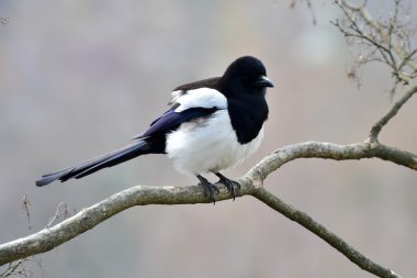 Avrasya Saksağan kuşu