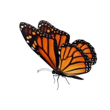 Turuncu kelebek monarch