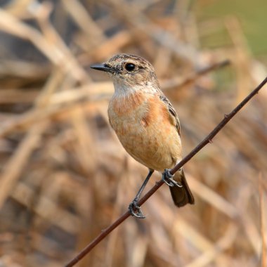 Stejneger'ın Stonechat kuş