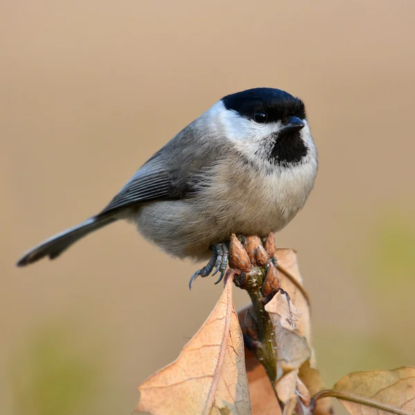 Marsh baştankara kuş — Stok fotoğraf