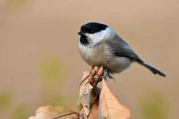 Marsh Tit bird — Stock fotografie