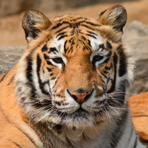 Bonito tigre closeup — Fotografia de Stock