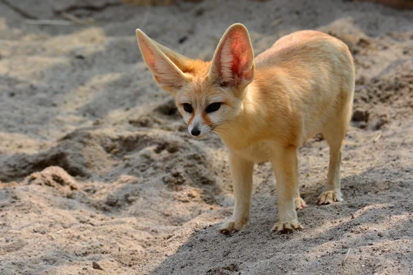 Piękny Fennec Fox — Zdjęcie stockowe