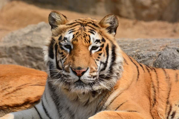 Schöne Tiger Nahaufnahme — Stockfoto