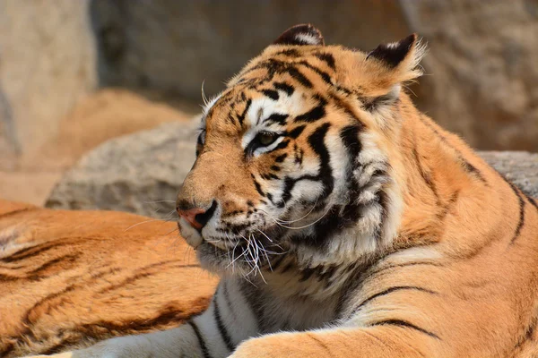 Schöne Tiger Nahaufnahme — Stockfoto