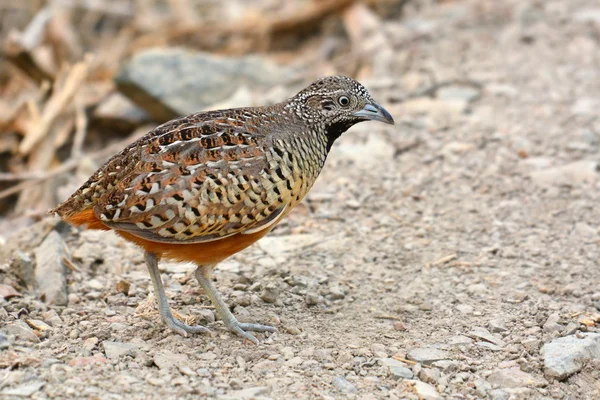 Zamřížované Buttonquail pták — Stock fotografie