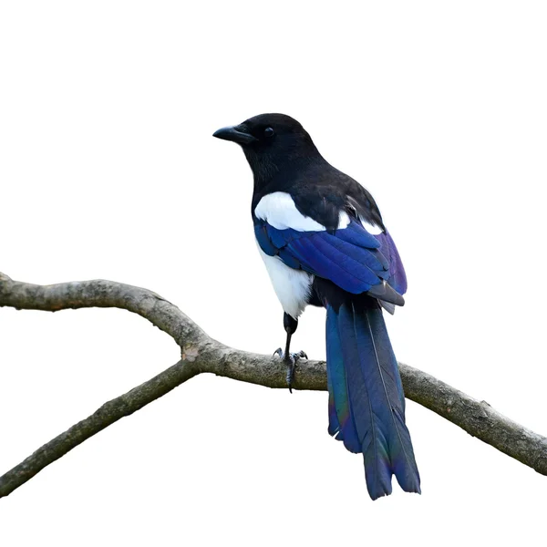 Eurasian magpie bird — Stock Photo, Image