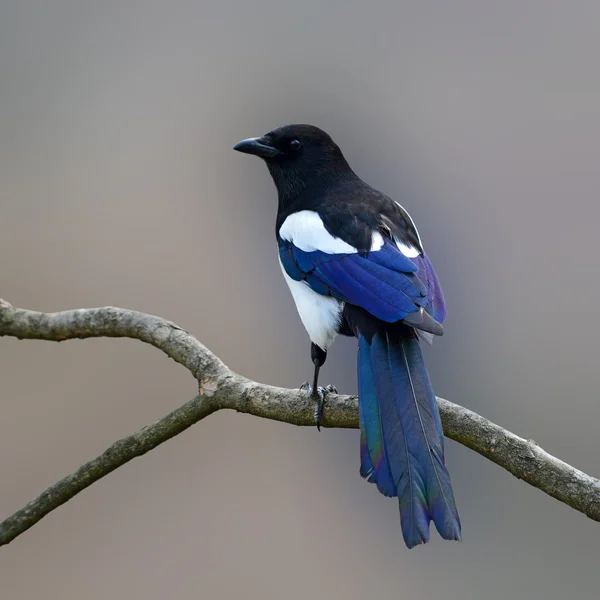 Uccello gazza eurasiatico — Foto Stock