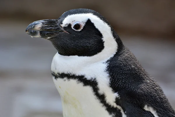 Όμορφη αφρικανική Penguin — Φωτογραφία Αρχείου