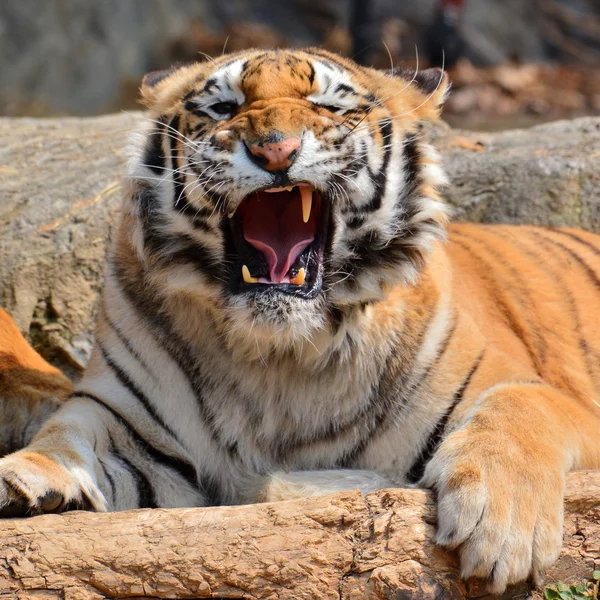 Schöne Tiger Nahaufnahme — Stockfoto