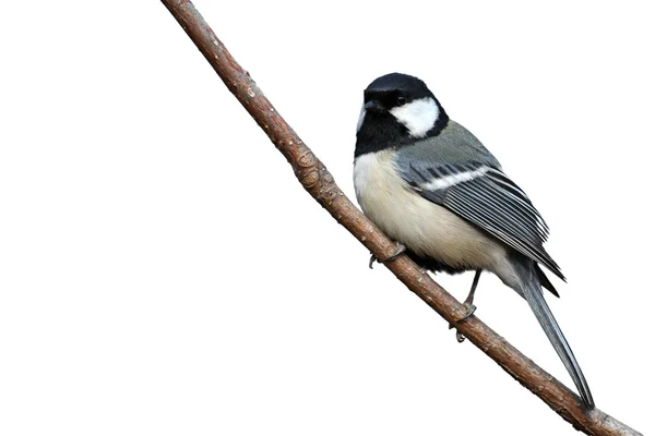 Great Tit bird — Stock Photo, Image