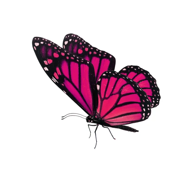 Beautiful pink monarch butterfly — Stock Photo, Image