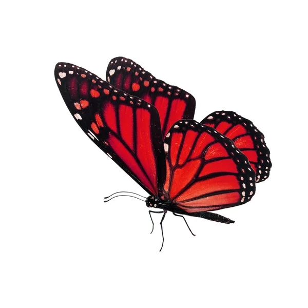 Borboleta monarca vermelha bonita — Fotografia de Stock