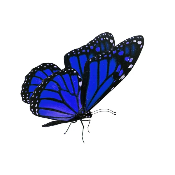 Hermosa mariposa monarca azul —  Fotos de Stock