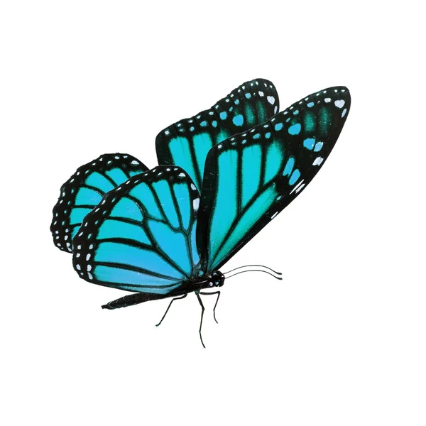 Hermosa mariposa monarca azul — Foto de Stock