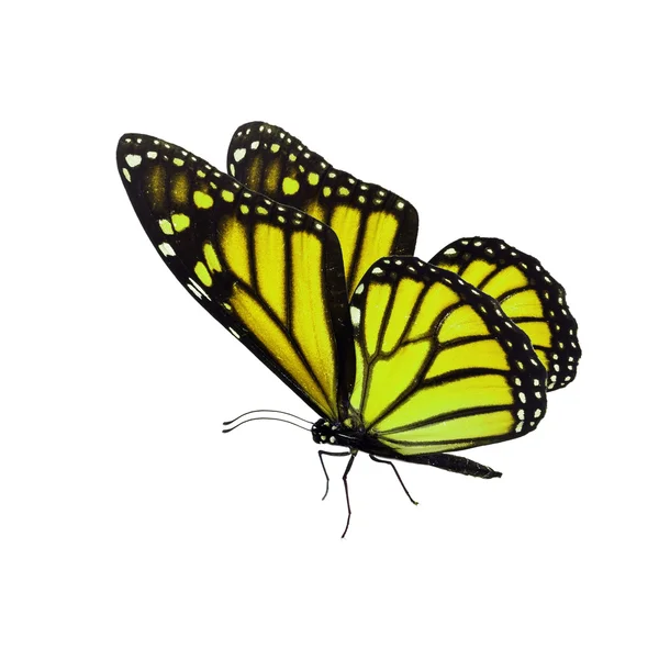 Krásný žlutý motýl monarcha — Stock fotografie