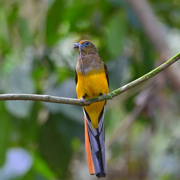 Portakal göğüslü Trogon kuş — Stok fotoğraf