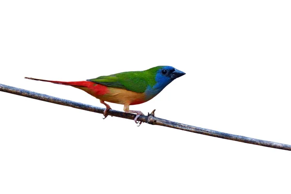 Pin-tailed Parrotfinch pássaro — Fotografia de Stock