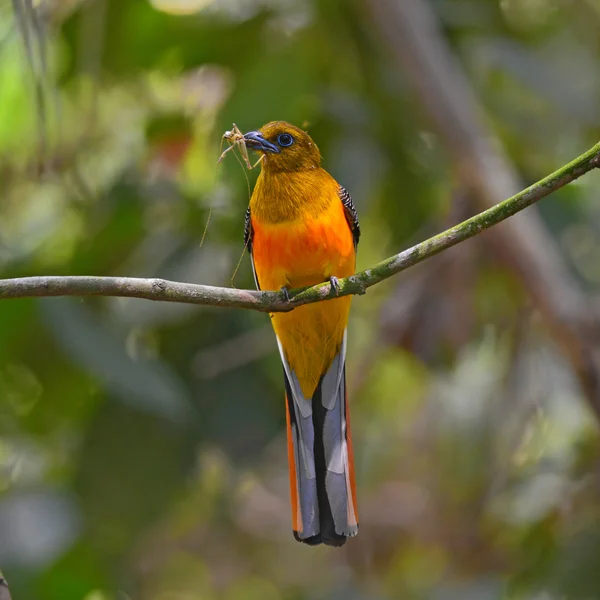 Oiseau de Trogon à poitrine orange — Photo