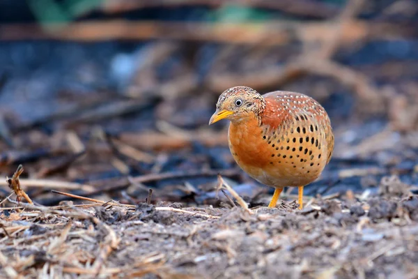 Yellow-legged Buttonquail bird — Stock Photo, Image