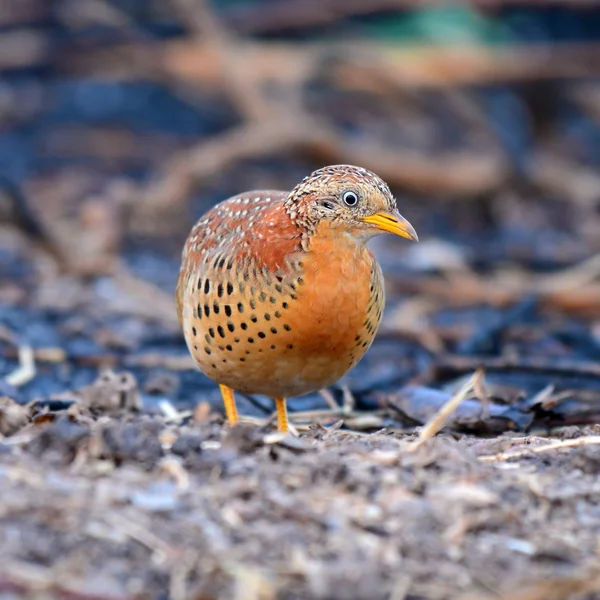 ミフウズラ鳥の黄色脚 — ストック写真