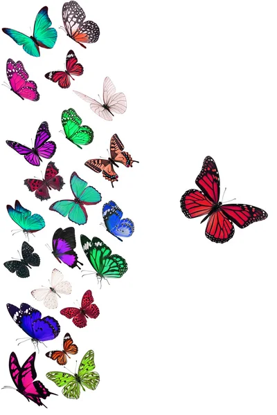 Group of flying butterfly — Stock Photo, Image