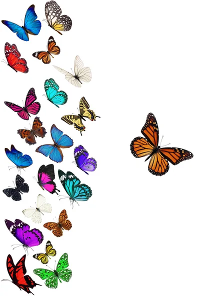 Groep van vliegende vlinder — Stockfoto