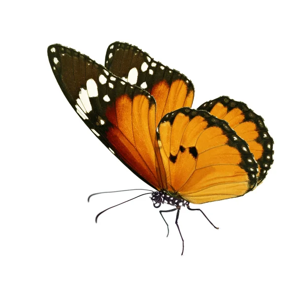 Hermosa mariposa monarca naranja — Foto de Stock