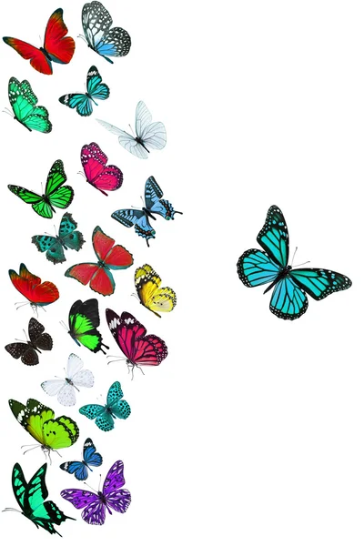 Skupina létající motýl — Stock fotografie