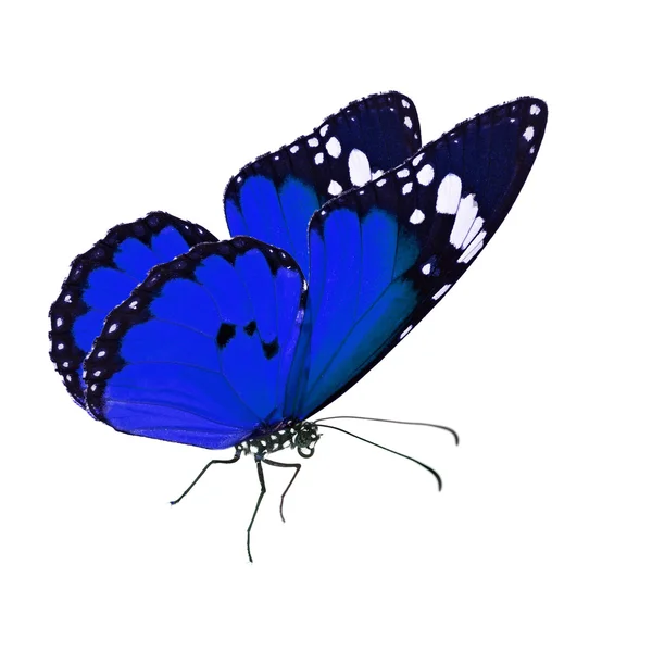 Hermosa mariposa monarca azul — Foto de Stock