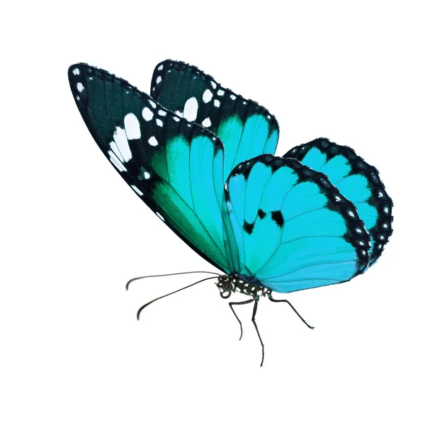 Όμορφη μπλε πεταλούδα μονάρχης — Φωτογραφία Αρχείου