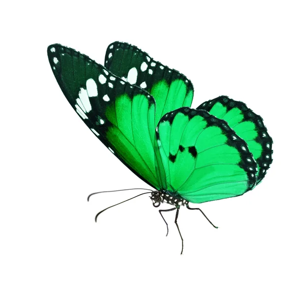 Зелёная бабочка-монарх — стоковое фото