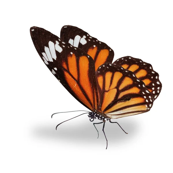 美丽的橙色帝王蝶 — 图库照片