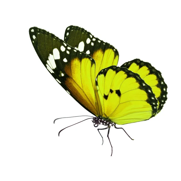 Hermosa mariposa monarca amarilla — Foto de Stock