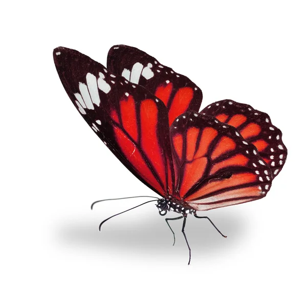 Красная бабочка-монарх — стоковое фото