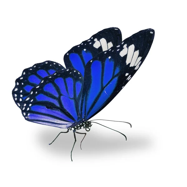 Beautiful blue monarch butterfly — Stock Photo, Image