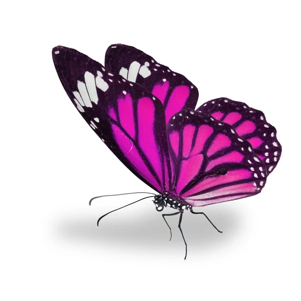 Pink monarch butterfly flying Stock Photo by ©thawats 67125271