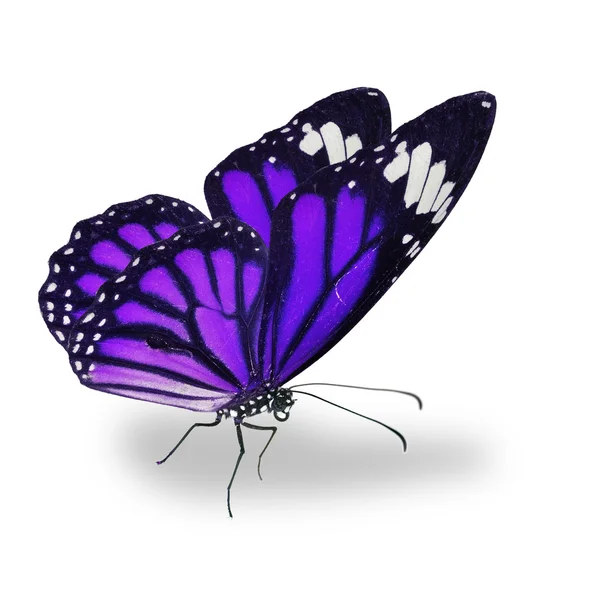 Beautiful purple monarch butterfly — Stock Photo, Image