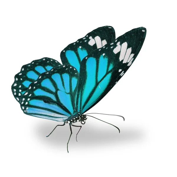 Синяя бабочка-монарх — стоковое фото
