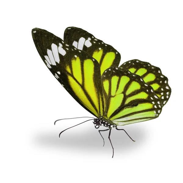 Hermosa mariposa monarca amarilla — Foto de Stock