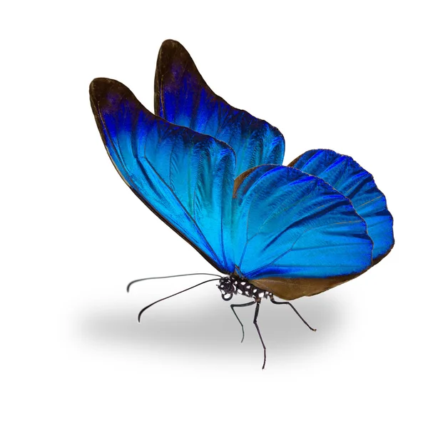 Schöner blauer Schmetterling — Stockfoto