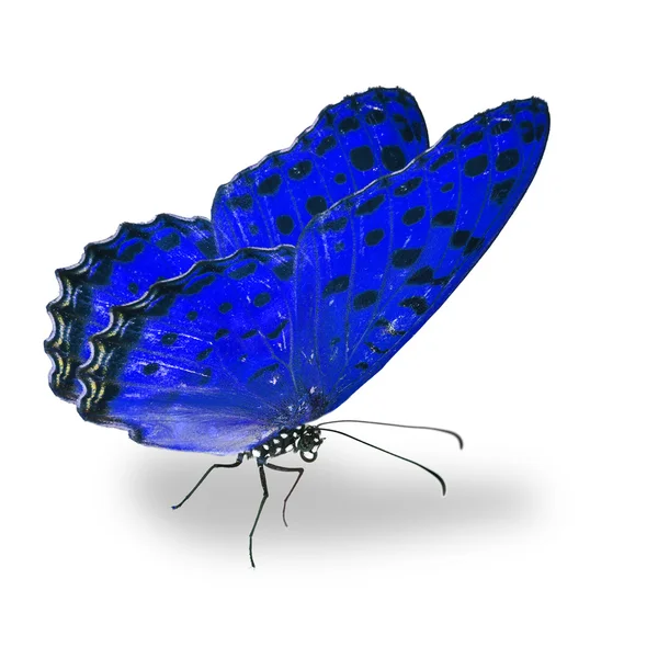 Piękny niebieski motyl — Zdjęcie stockowe