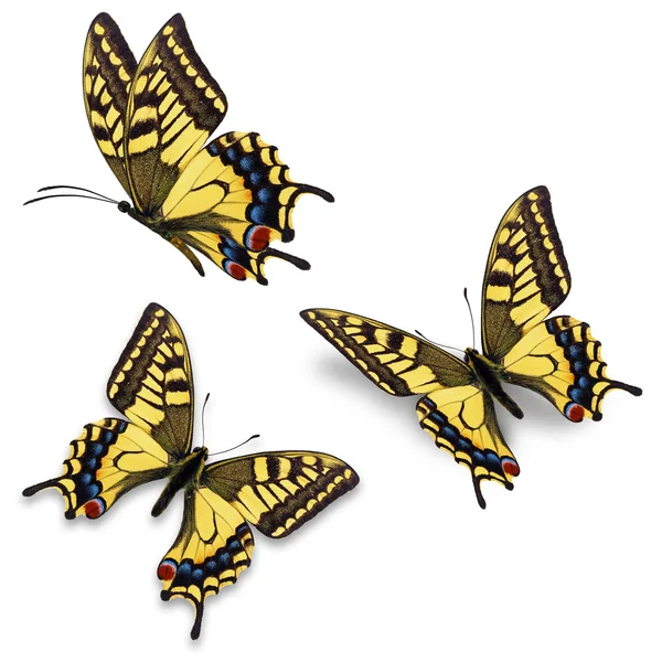 Three yellow butterfly — Stock Photo, Image