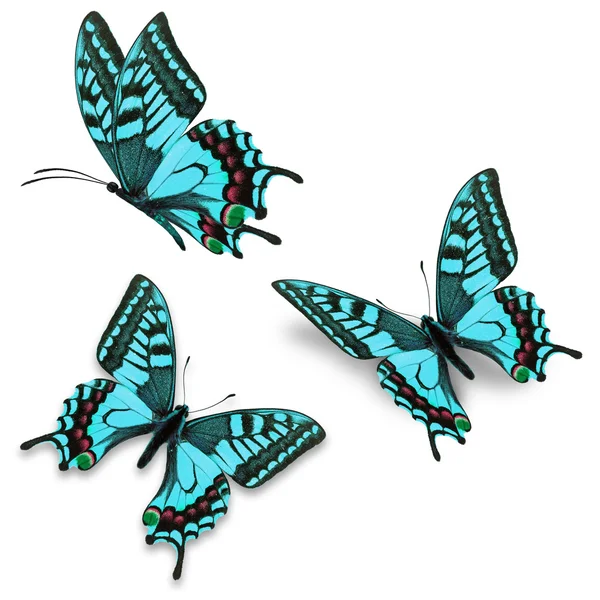 Três borboleta azul — Fotografia de Stock