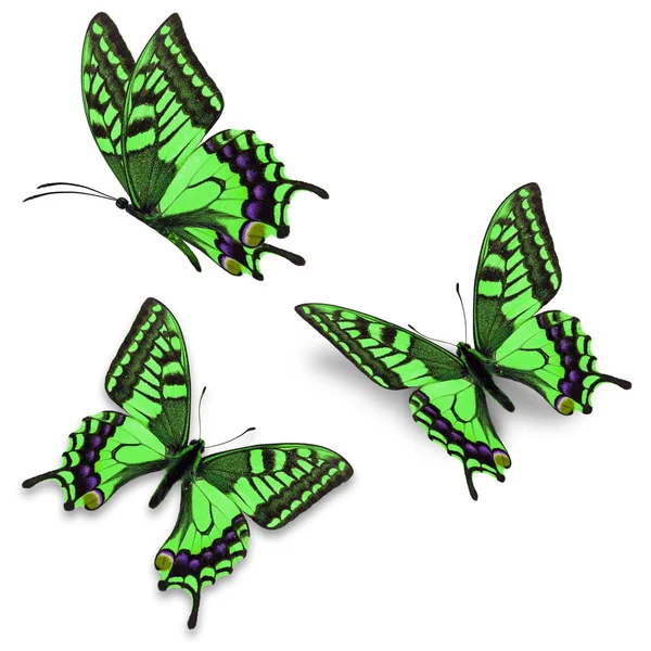 Tre grønne sommerfugler – stockfoto